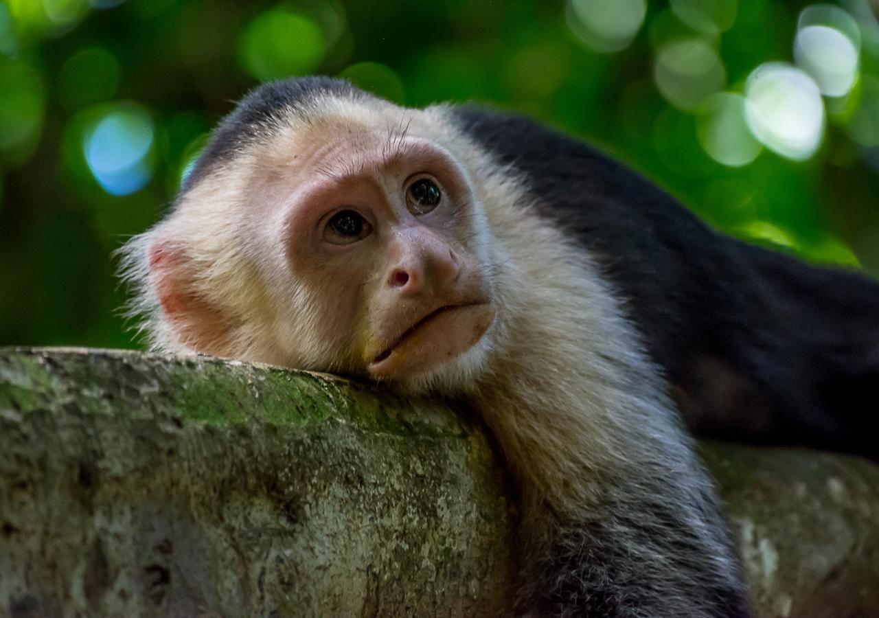 Hotel Manuel Antonio Dış mekan fotoğraf