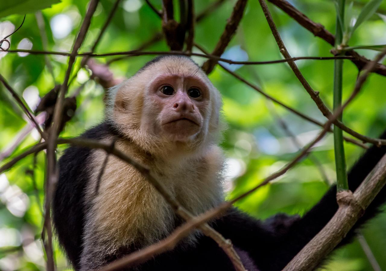 Hotel Manuel Antonio Dış mekan fotoğraf