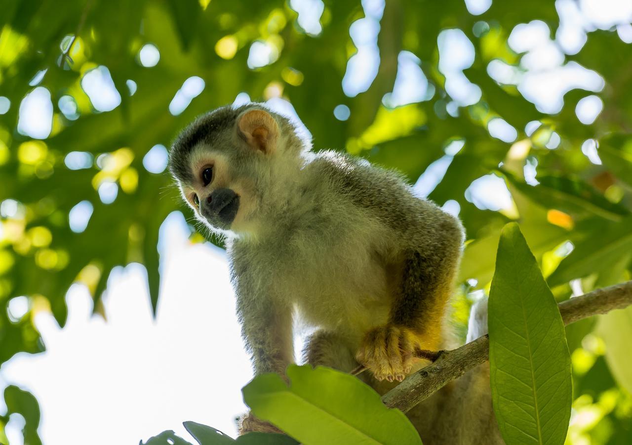 Hotel Manuel Antonio Dış mekan fotoğraf