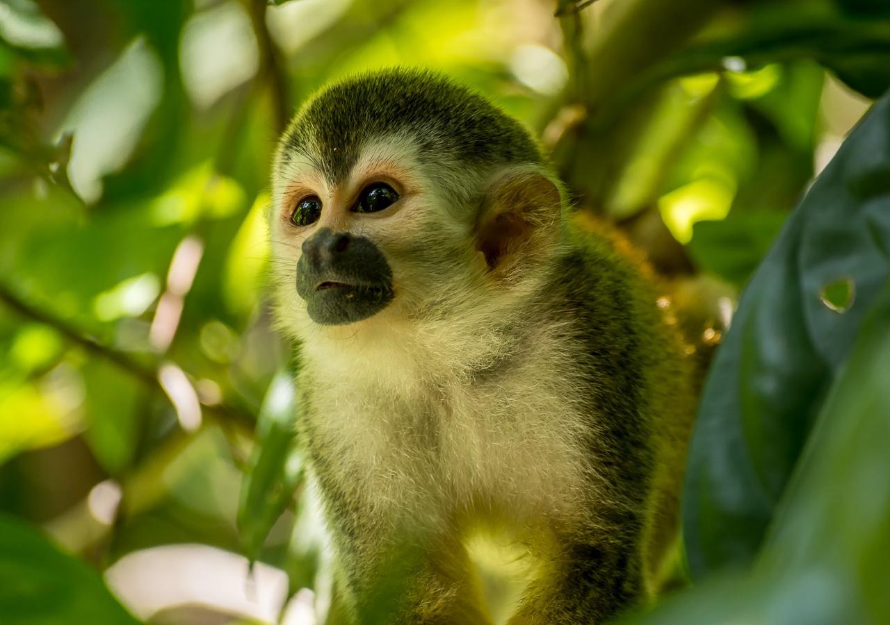 Hotel Manuel Antonio Dış mekan fotoğraf