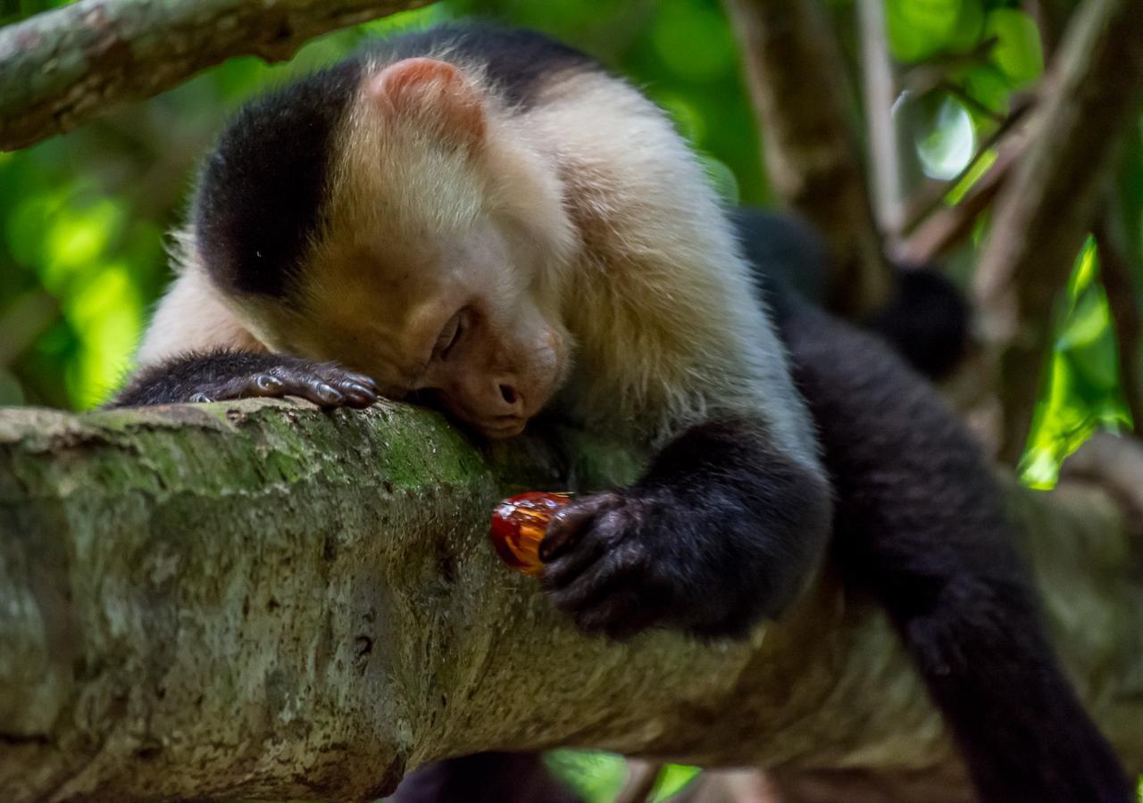 Hotel Manuel Antonio Dış mekan fotoğraf