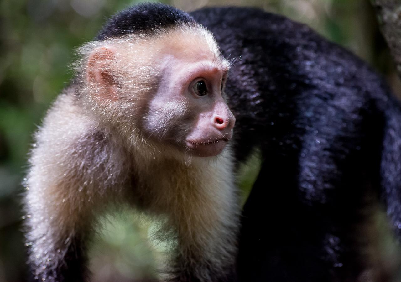 Hotel Manuel Antonio Dış mekan fotoğraf