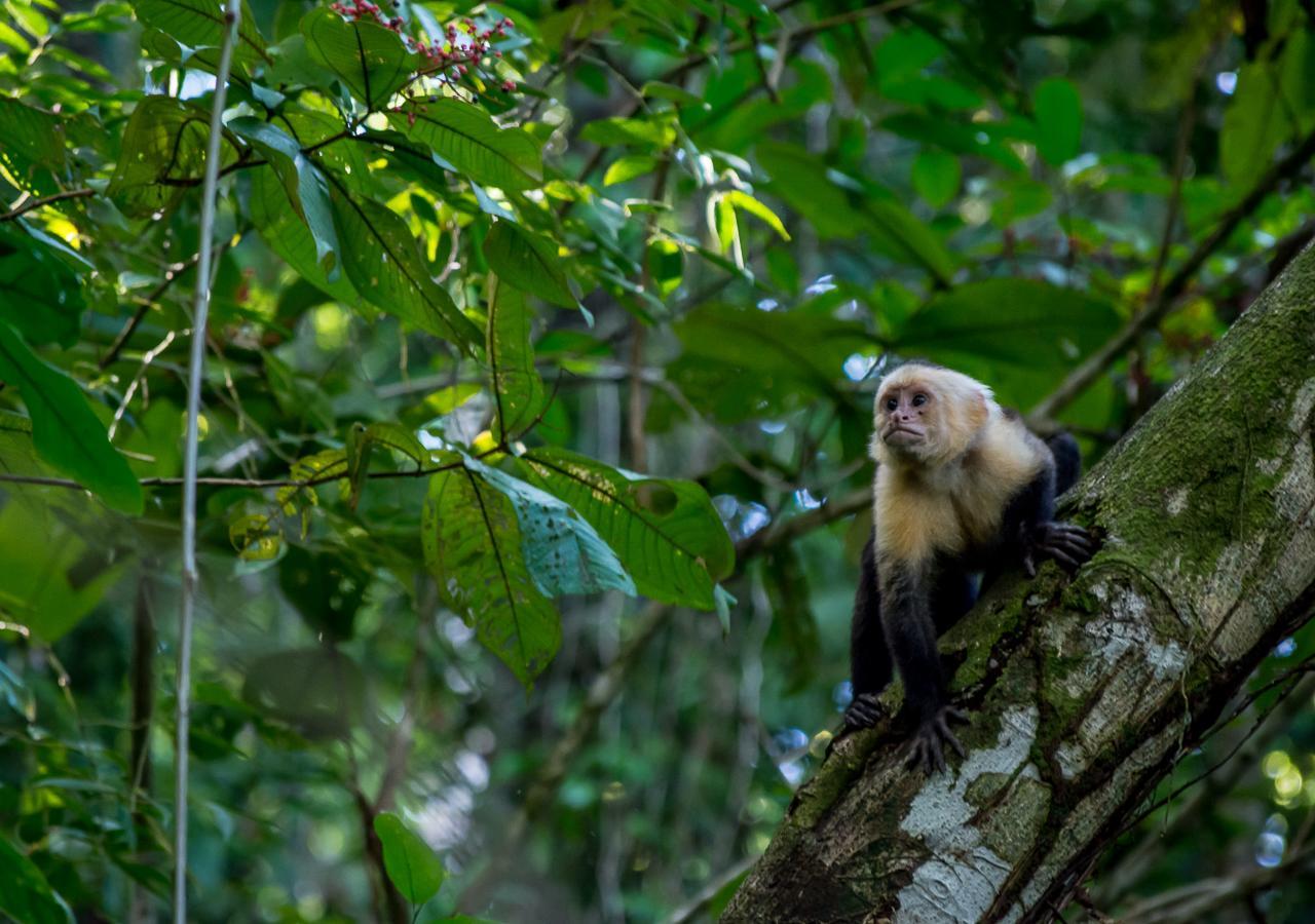 Hotel Manuel Antonio Dış mekan fotoğraf