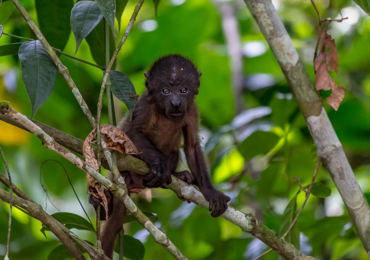 Hotel Manuel Antonio Dış mekan fotoğraf