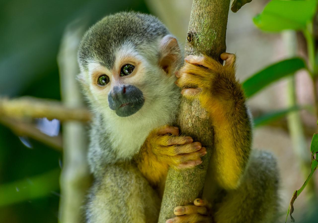 Hotel Manuel Antonio Dış mekan fotoğraf
