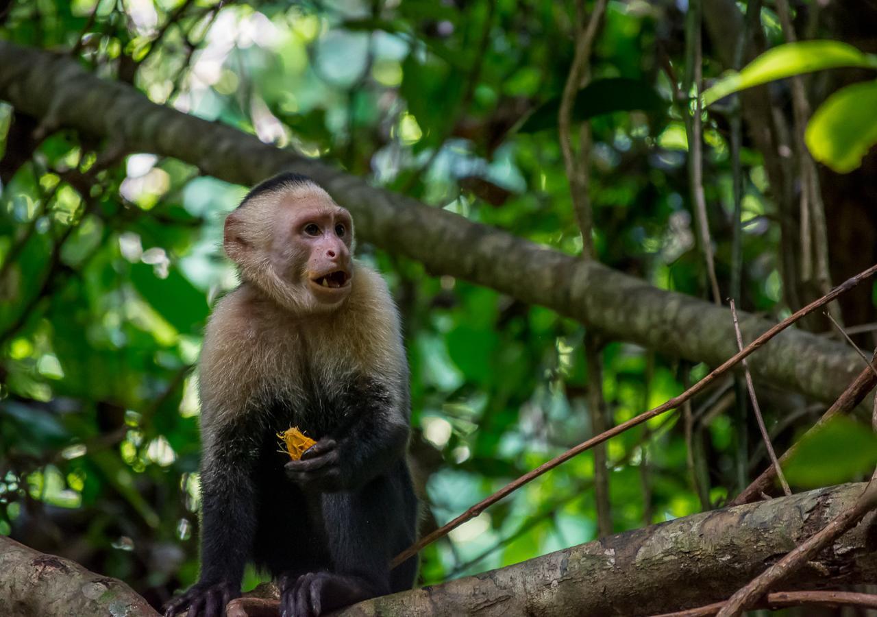 Hotel Manuel Antonio Dış mekan fotoğraf